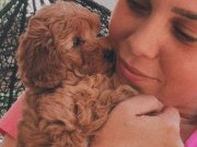 EvDoğumu ToyPoodle bebişler