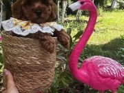 Evin maskotu olacak poodle bebekler