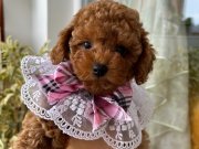 Ev doğumu poodle bebekler