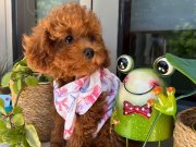Dişi ve erkek evdoğumu Poodle