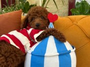 Ev doğumu poodle bebeklerimiz