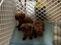 Kıvır Kıvır kürklü poodle bebişler