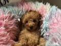 Ev Doğumu Toy Poodle Minyatür Poodle