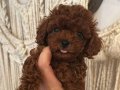 Ev Ortamında Büyüyen Sosyal ve Kızıl Kıvırcık Toy Poodle