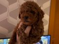 Ev Ortamında Büyüyen Bronz Bukleli Toy Poodle
