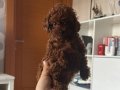 Ev Ortamında Büyüyen Red Toy Poodle Yavruları
