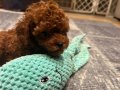 Ev Ortamında Büyüyen Red Toy Poodle Yavruları