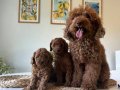 Ev Doğumu Poodle Yavrular