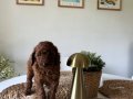 Ev Doğumu Poodle Yavrular