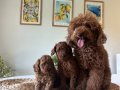 Ev Doğumu Poodle Yavrular