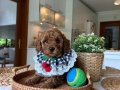 Ev doğumu poodle bebekler