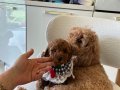 Ev doğumu poodle bebekler