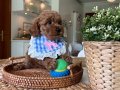 Ev doğumu poodle bebekler