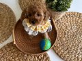 Ev doğumu poodle bebekler