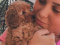 EvDoğumu ToyPoodle bebişler
