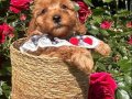 EvDoğumu ToyPoodle bebişler