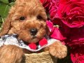 EvDoğumu ToyPoodle bebişler
