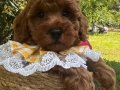 EvDoğumu ToyPoodle bebişler