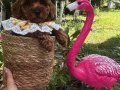 Evin maskotu olacak poodle bebekler