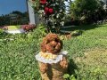 Evin maskotu olacak poodle bebekler