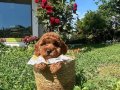 Evin maskotu olacak poodle bebekler