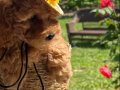 Evin maskotu olacak poodle bebekler