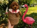 Ev Doğumu Toy Poodle yavrular 