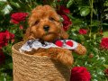 Ev Doğumu Toy Poodle yavrular 