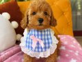 Evin maskotu olacak poodle bebekler