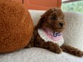 EvDoğumu Toy poodle bebekler