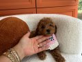 EvDoğumu Toy poodle bebekler