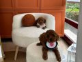 EvDoğumu Toy poodle bebekler