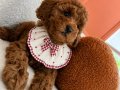 EvDoğumu Toy poodle bebekler