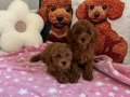 Ev doğumu toy poodle bebekler
