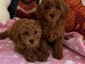 Ev doğumu toy poodle bebekler