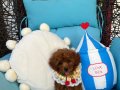 Ev doğumu toypoodle bebişler