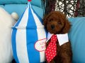 Ev doğumu toypoodle bebişler