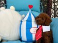 Ev doğumu toypoodle bebişler