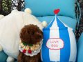 Ev doğumu toypoodle bebişler