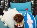 Ev doğumu toypoodle bebişler