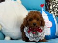 Ev doğumu toypoodle bebişler