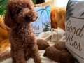 Evdoğumu poodle bebişler
