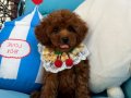 Evdoğumu poodle bebişler