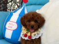 Evdoğumu poodle bebişler