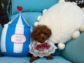 Evdoğumu poodle bebişler