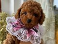 Ev doğumu poodle bebekler