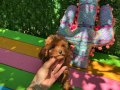 Ev doğumu poodle bebekler