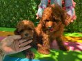 Ev doğumu poodle bebekler