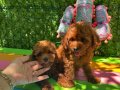 Ev doğumu poodle bebekler