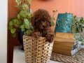 ToyPoodle yavrularım
